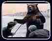 bear.jpg